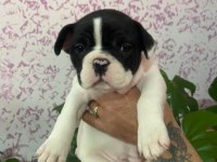 2 aylık dişi safkan french bulldog yeni yuvasını arıyor