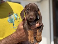 Petmode köpek çiftliğinden dacshund yavrumuz