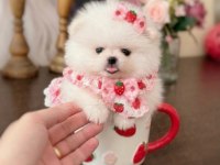 MİKRO BOY PRENSES POMERANİAN
