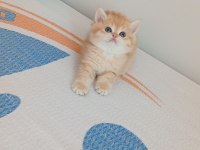 GOLDEN BRİTİSH PAŞAM REZERVEYE AÇILMIŞTIR