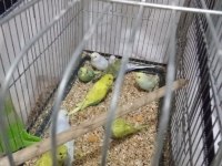 9 adet yeme düşmüş bebek muhabbet kuşu