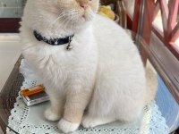 British Shorthair Aşılar Tamam