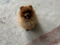 Pomeranian Boo Yetişkin Erkek