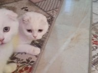 Scottish fold kızımız yeni ailesini arıyor