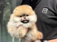 Üst Kalite Pomeranian Boo