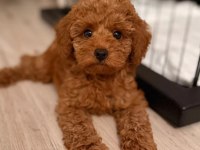 ORJINAL A KALITE POODLE