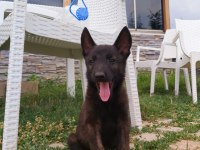 A+ Kalite Safkan Malinois Yavruları