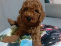 Sağlıklı poodle yavrular