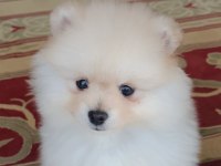 50 günlük erkek pomeranian boo