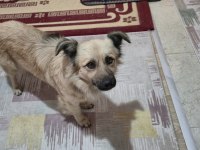 Ücretsiz Sahiplendirme Köpeğimiz