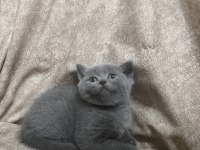 British Shorthair Yavru Kedimiz