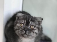Güzel yavrumuz scottish fold