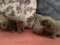 British shorthair yavrularımız