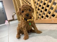 MÜKEMMEL GÜZELLİKTE TEACUP POODLE YAVRULAR
