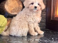 Teddy surat Kore kan Maltipoo yavrularımız