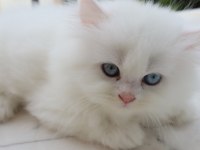 ŞECERELİ GÜZEL CHİNCHİLLA DİŞİ BEBEĞİM