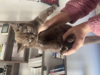 British shorthair ender renkli iki yavrumuz