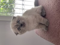 2.5 aylık scottish fold sadece izmir