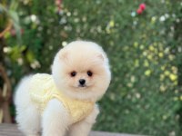 Show Kalite Pomeranian Boo Yavrular
