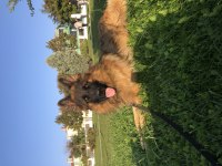 Uzun Tüylü Şampiyon Alman Çoban Köpeği
