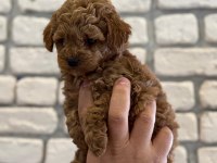 Orijinal garantili Toy Poodle Red Brown