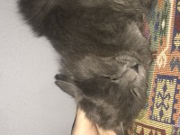 yavru british shorthair bulutumuza yeni sahip arıyoruz