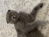Güzel scottish fold kızımı sahiplendiriyorum
