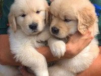 Golden Retriever Adrese Teslim Kapıda Ödeme Yapabilirsiniz