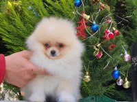 Orijinal pomeranian tea cap yavrularimiz