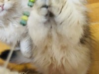 British longhair Ny 11 ve Ny12