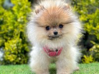 Safkan Pomeranian Boo Bebekler