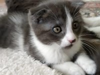 scottish fold kırık kulaklı güzel kızlarım