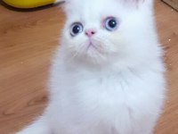EXOTIC SHORTHAIR ERKEK 