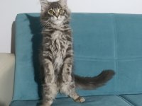 Uyguna vereceğim dev maine coon yavruları