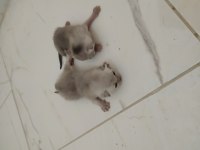 Haziran ve temmuz doğumlu british shorthair yavrularımız