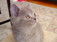 LOKUMULİNKO KEDİSİ