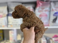 SHOW CLLAS RED BRWON BEBEK YÜZ TOY POODLE YAVRULAR