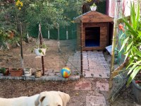 Dişi 8 aylık köpeğimiz