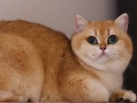 Doğumu Yakın Hamile British Shorthair Golden