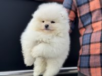 Tea cup pomeranian  yavrular ziyarete açık