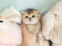 British Shorthair Yavrular Blue Golden