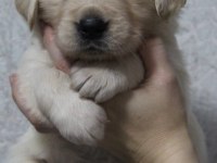 2 aylık golden retriever yavrularım