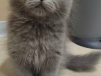 British scottish fold