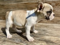 Bayram Şekeri French Bulldog Köpekler