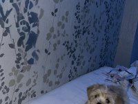 EN UYGUN MALTİPOO