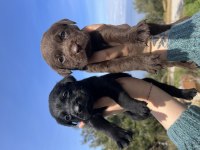 Renk renk labrador bebekler