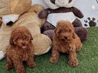 A kalite toy poodle bebeklerim