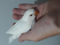 Albino yeni yeme düşmek üzere olan cennet papağanı bebek