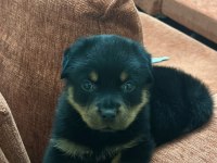 A kalite son erkek rottweiler yavru