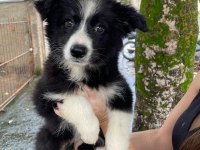Evinizin neşesi border collie yavrular kapıda ödeme